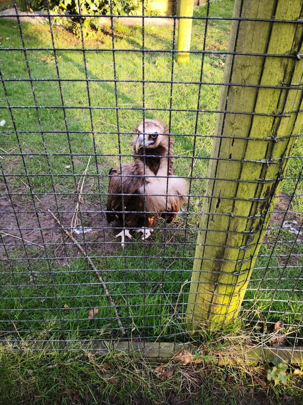 Hawk Conservancy Trust, Andover, Wiltshire, Hampshire, A330, Weyhill, 75" screen, Screen hire, PA system hire, Screen, PA system, microphone hire, speaker hire, lighting hire, AV equipment, av, audio visual equipment hire, AVE, AVE Services, Griffon rooms, Corporate events, Hawk, Andover, AVE