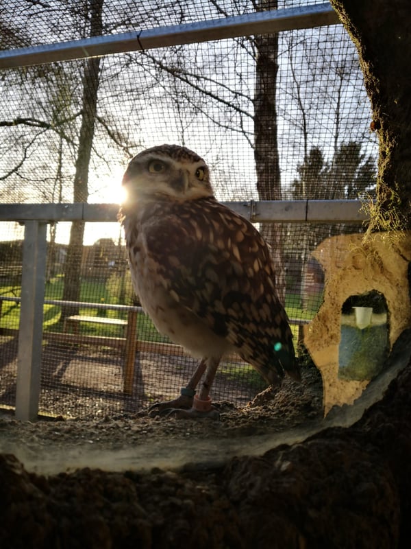 Hawk Conservancy Trust, Andover, Hampshire, A330, Weyhill, 75" screen, Screen hire, PA system hire, Screen, PA system, microphone hire, speaker hire, lighting hire, AV equipment, av, audio visual equipment hire, AVE, AVE Services, Griffon rooms, Corporate events, Hawk, Andover, AVE