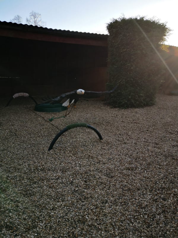 Hawk Conservancy Trust, Andover, Wiltshire, Hampshire, A330, Weyhill, 75" screen, Screen hire, PA system hire, Screen, PA system, microphone hire, speaker hire, lighting hire, AV equipment, av, audio visual equipment hire, AVE, AVE Services, Griffon rooms, Corporate events, Hawk, Andover, AVE